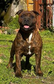 Staffordschire bull terrier