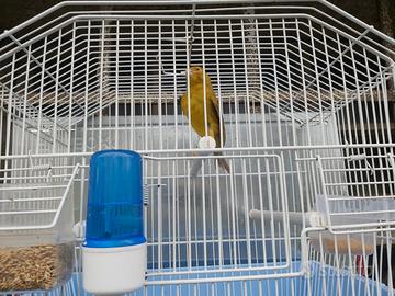 Canarini Timbrado Spagnolo