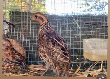 Femmina colino della virginea