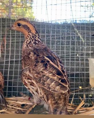 Femmina colino della virginea