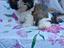 Immagine 18