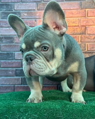 Bulldog francese cucciolo
