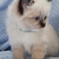 Ragdoll seal mitted