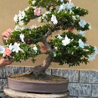 Azalea Satsuki varietà- Suisen