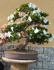 Azalea Satsuki varietà- Suisen