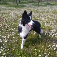 Border Collie per accoppiamento