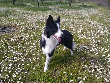 Border Collie per accoppiamento