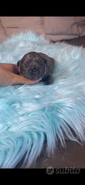 Cuccioli di bulldog francese Lilac