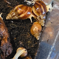 Lissachatina fulica