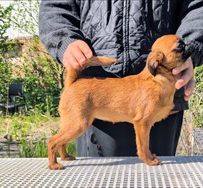 Splendida cucciola brabantina, pedigree enci