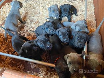 Cane Corso cuccioli