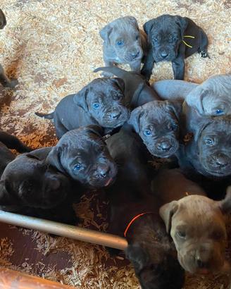 Cane Corso cuccioli