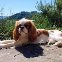 Cavalier King maschio con pedigree per accoppiamen