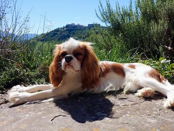 Cavalier King maschio con pedigree per accoppiamen