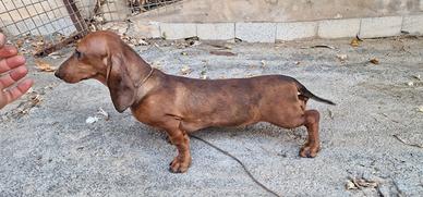 Bassotto kaninchen nano