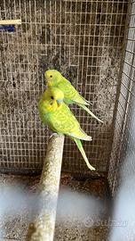 Pappagalli