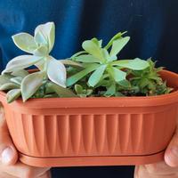 vaso con 3 piante grasse 