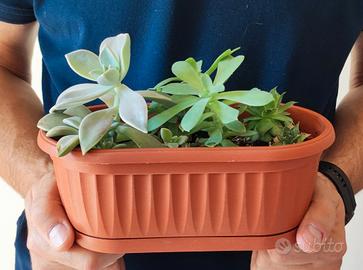 vaso con 3 piante grasse 