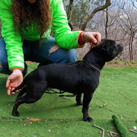 Staffy femmina per accoppiamento