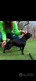 Staffy femmina per accoppiamento