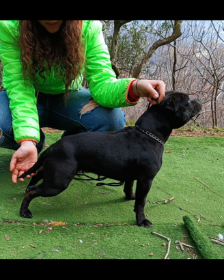 Staffy femmina per accoppiamento