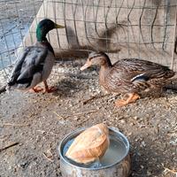 Anatre Germani reali