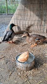 Anatre Germani reali