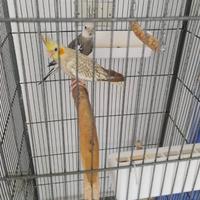 Calopsite da imbecco