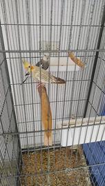 Calopsite da imbecco