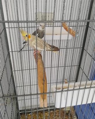 Calopsite da imbecco