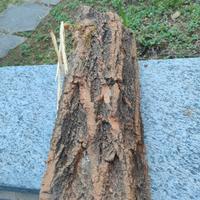 Legno stagionato varie tipologie Robinia 35 cm