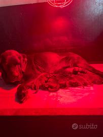 Labrador retriever CIOCCOLATO con pedigree