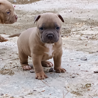 Pitbull