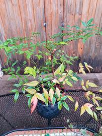Nandina Domestica