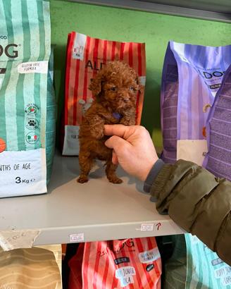 barboncino teacup 