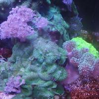 Roccia con lobophiton, discosomi verdi, xenia