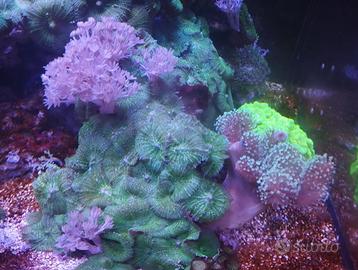 Roccia con lobophiton, discosomi verdi, xenia