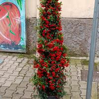 Piante e fiori
Pyracantha