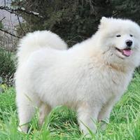 Cuccioli Samoiedo con Pedigree