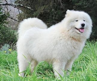 Cuccioli Samoiedo con Pedigree