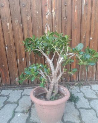 albero di giada