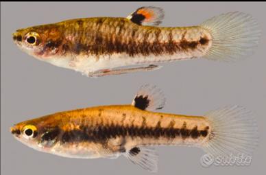 Hetwransria Formosa micro rish