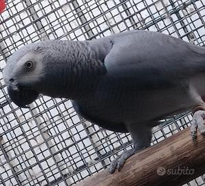 Coppie pappagalli cenerini amazzoni