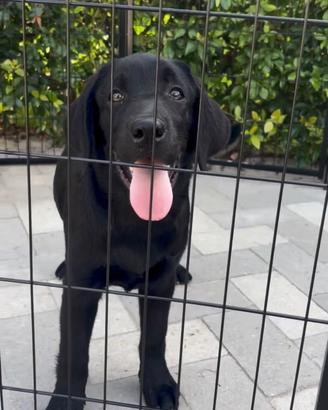 Labrador pedigree