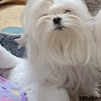 Maltese coreano mini per monta