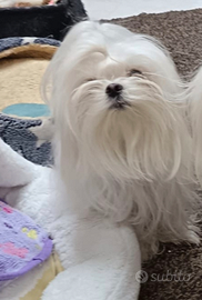 Maltese coreano mini per monta