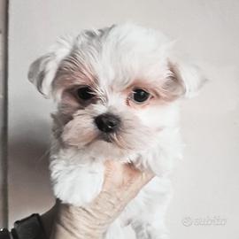 Cuccioli maltese pedigree