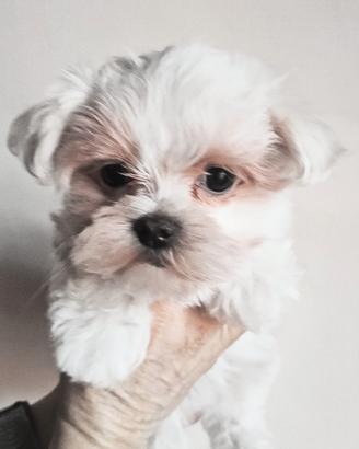 Cuccioli maltese pedigree