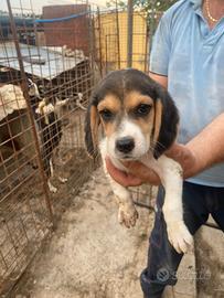 Beagle