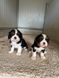 Cavalier king
